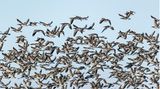 Vor dem Himmel fliegen Gänse, man sieht nur viele, viel Vögel.