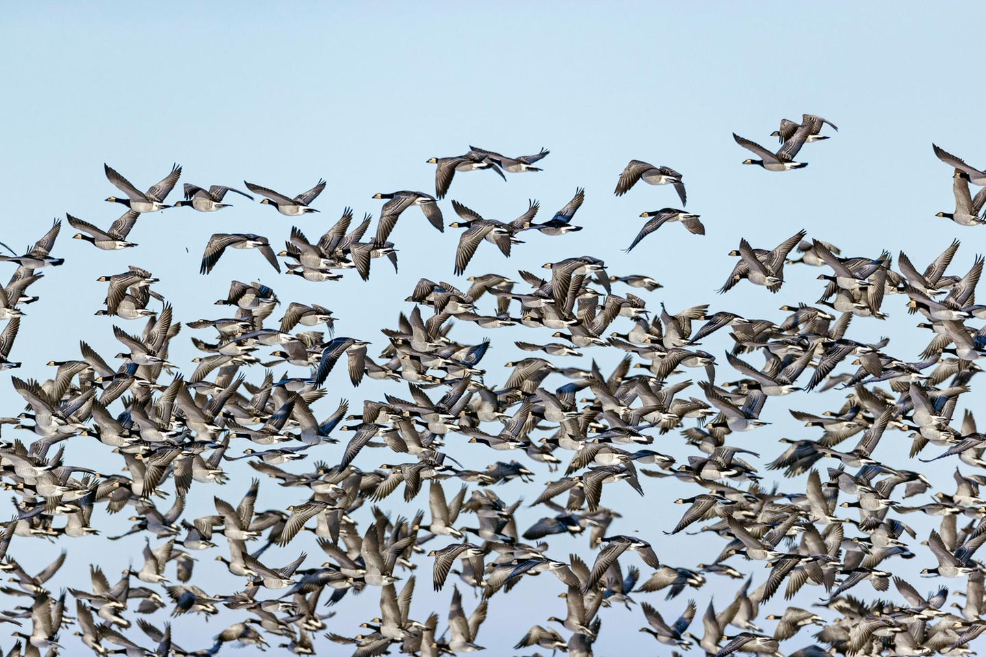 Nahrhafter Wattschlick: die Hallig Langeneß Vor dem Himmel fliegen Gänse, man sieht nur viele, viel Vögel.