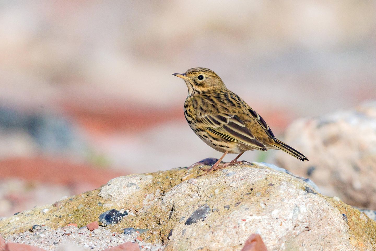 Auf einer verwitterten Mole steht ein kleiner Singvogel, der Wiesenpieper.