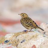 Auf einer verwitterten Mole steht ein kleiner Singvogel, der Wiesenpieper.