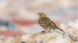 Auf einer verwitterten Mole steht ein kleiner Singvogel, der Wiesenpieper.