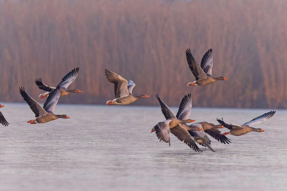 Nebelige Herbststimmung über dem Wasser, ein paar Gänse fliegen niedrig. 1.7778