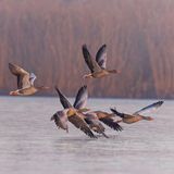 Nebelige Herbststimmung über dem Wasser, ein paar Gänse fliegen niedrig.