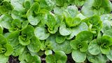 Feldsalat im Beet