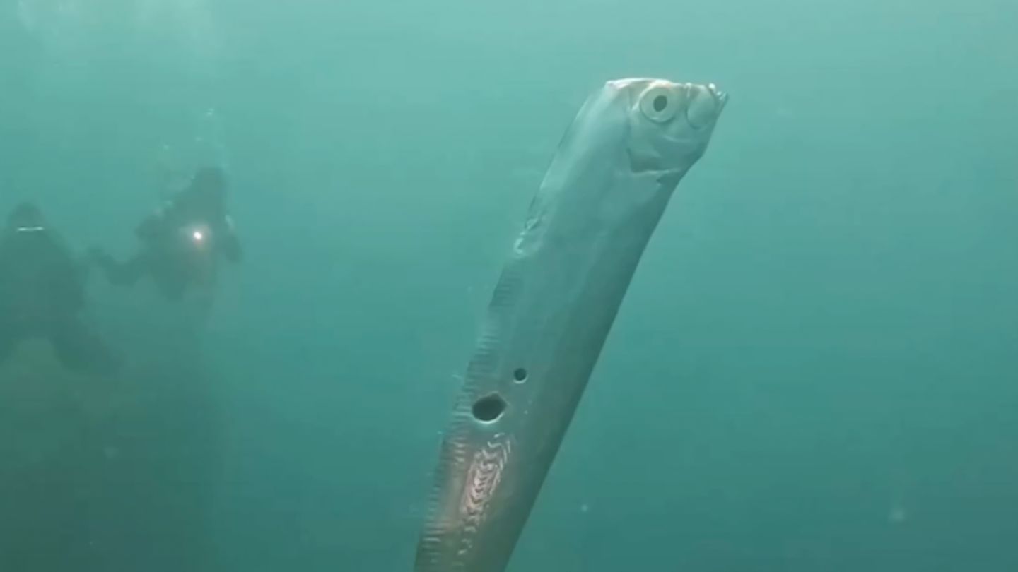 Im Juni 2023 konnten Taucher vor der Küste Taiwans faszinierende Aufnahmen eines Riemenfisches machen. Bis heute wurde der Riemenfisch weltweit nur wenige Male lebend gesichtet
