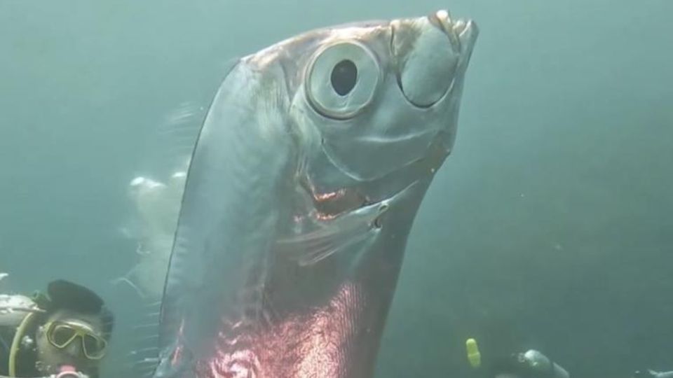 Im Juni 2023 konnten Taucher vor der Küste Taiwans faszinierende Aufnahmen eines Riemenfisches machen. Bis heute wurde der Riemenfisch weltweit nur wenige Male lebend gesichtet