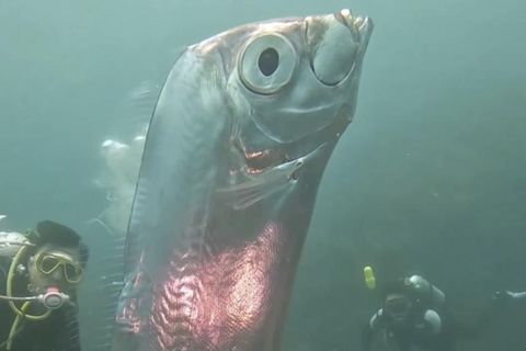 Im Juni 2023 konnten Taucher vor der Küste Taiwans faszinierende Aufnahmen eines Riemenfisches machen. Bis heute wurde der Riemenfisch weltweit nur wenige Male lebend gesichtet