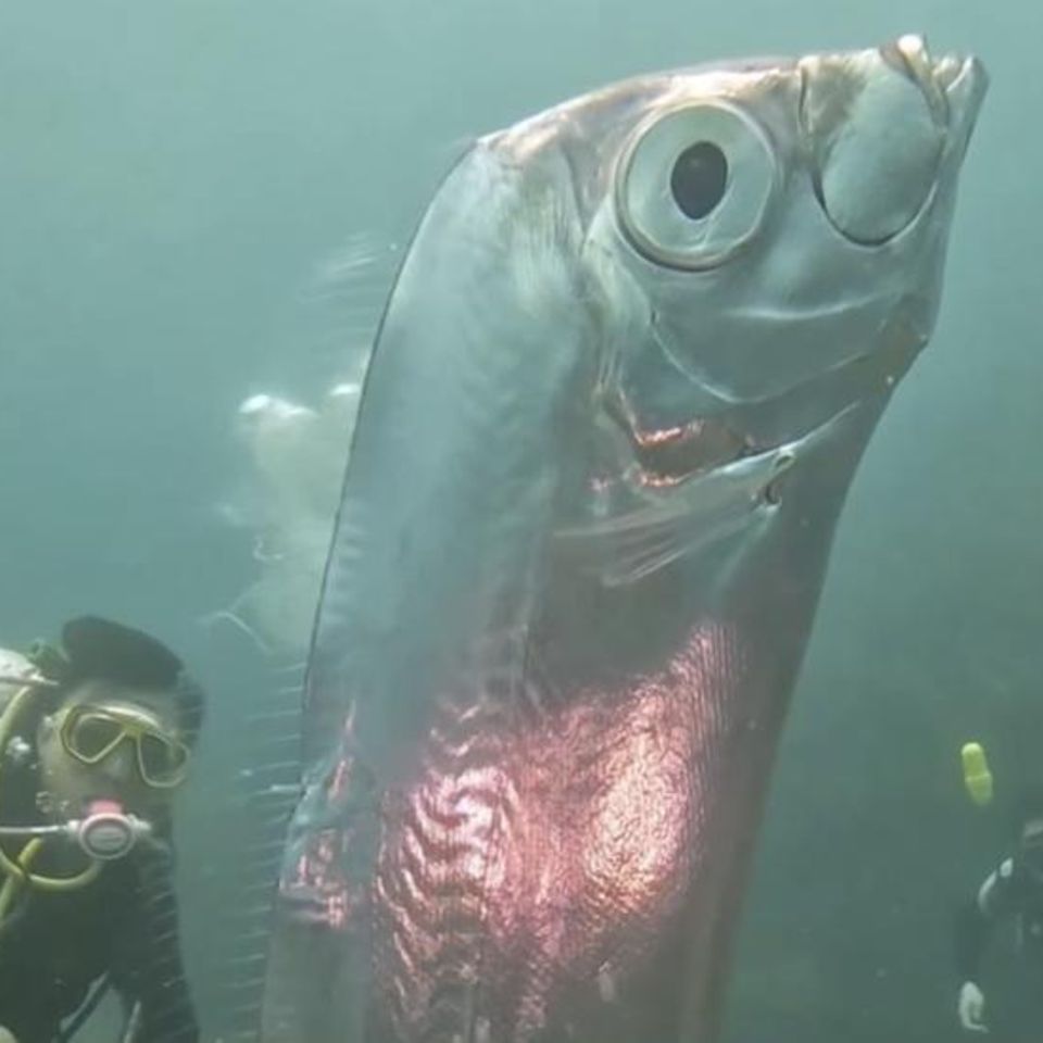 Im Juni 2023 konnten Taucher vor der Küste Taiwans faszinierende Aufnahmen eines Riemenfisches machen. Bis heute wurde der Riemenfisch weltweit nur wenige Male lebend gesichtet