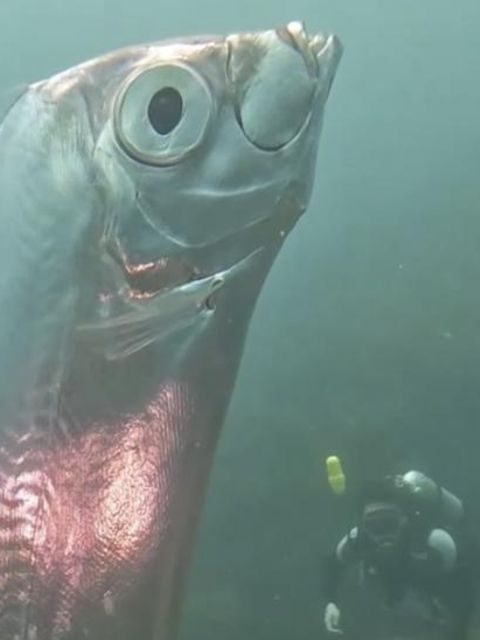 Im Juni 2023 konnten Taucher vor der Küste Taiwans faszinierende Aufnahmen eines Riemenfisches machen. Bis heute wurde der Riemenfisch weltweit nur wenige Male lebend gesichtet