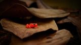 Mit einer Körpergröße von nur rund 20 Millimetern kann sich das Goldfröschchen (Mantella aurantiaca) trotz seiner auffälligen Farbe geschickt unter Laub, Moos und Wurzelwerk am Boden verstecken. Dort jagt es seine Beute: Insekten und wirbellose Tiere. Seine Hautdrüsen sondern Giftstoffe ab - nicht nur zum Schutz vor Fressfeinden, sondern auch vor Bakterien- und Pilzbefall. Das Goldfröschchen kommt nur in einem begrenzten Gebiet im Osten Madagaskars vor. Doch weil auch hier immer mehr Wald abgeholzt wird, verliert es seinen Lebensraum. Inzwischen gilt es als akut vom Aussterben bedroht.