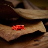 Mit einer Körpergröße von nur rund 20 Millimetern kann sich das Goldfröschchen (Mantella aurantiaca) trotz seiner auffälligen Farbe geschickt unter Laub, Moos und Wurzelwerk am Boden verstecken. Dort jagt es seine Beute: Insekten und wirbellose Tiere. Seine Hautdrüsen sondern Giftstoffe ab - nicht nur zum Schutz vor Fressfeinden, sondern auch vor Bakterien- und Pilzbefall. Das Goldfröschchen kommt nur in einem begrenzten Gebiet im Osten Madagaskars vor. Doch weil auch hier immer mehr Wald abgeholzt wird, verliert es seinen Lebensraum. Inzwischen gilt es als akut vom Aussterben bedroht.