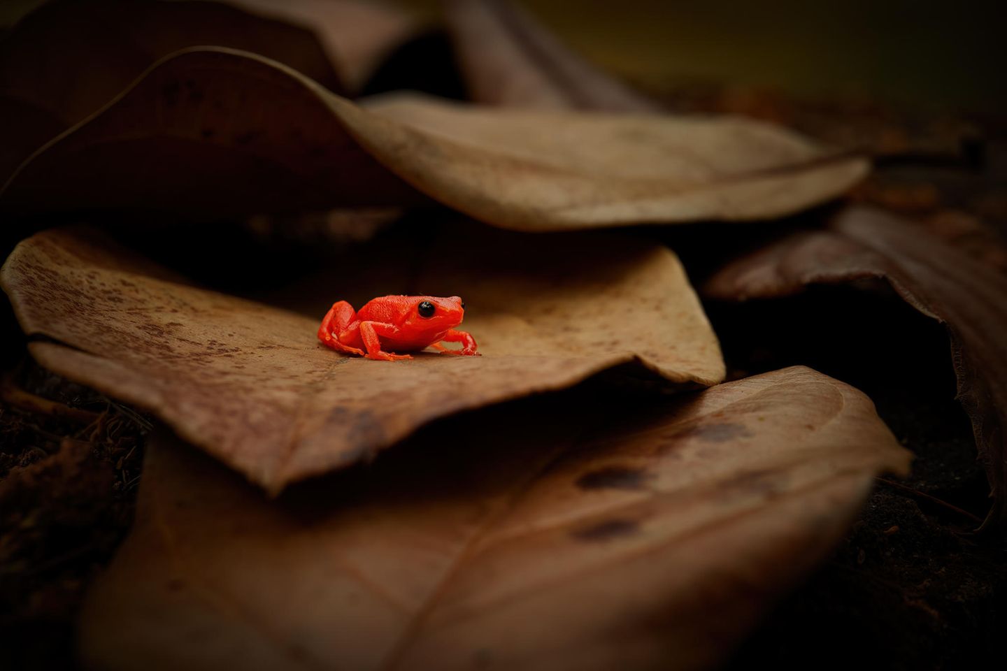 Goldfröschchen Mit einer Körpergröße von nur rund 20 Millimetern kann sich das Goldfröschchen (Mantella aurantiaca) trotz seiner auffälligen Farbe geschickt unter Laub, Moos und Wurzelwerk am Boden verstecken. Dort jagt es seine Beute: Insekten und wirbellose Tiere. Seine Hautdrüsen sondern Giftstoffe ab - nicht nur zum Schutz vor Fressfeinden, sondern auch vor Bakterien- und Pilzbefall. Das Goldfröschchen kommt nur in einem begrenzten Gebiet im Osten Madagaskars vor. Doch weil auch hier immer mehr Wald abgeholzt wird, verliert es seinen Lebensraum. Inzwischen gilt es als akut vom Aussterben bedroht.