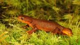 Auch der Rauhhäutige Gelbbauchmolch (Taricha granulosa) schützt sich mit Gift vor Feinden: Der in Tümpeln und Seen an der nordamerikanischen Pazifikküste lebende Molch produziert in den Drüsen seiner Haut das Nervengift TTX. Damit zählt der Gelbbauchmolch zu den giftigsten Schwanzlurchen überhaupt. Gefahrenlos lebt er damit dennoch nicht: Seine Feindin, die Gewöhnliche Strumpfbandnatter (Thamnophis sirtalis), hat sich evolutionär an das Gift angepasst und Resistenzen entwickelt.