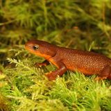 Auch der Rauhhäutige Gelbbauchmolch (Taricha granulosa) schützt sich mit Gift vor Feinden: Der in Tümpeln und Seen an der nordamerikanischen Pazifikküste lebende Molch produziert in den Drüsen seiner Haut das Nervengift TTX. Damit zählt der Gelbbauchmolch zu den giftigsten Schwanzlurchen überhaupt. Gefahrenlos lebt er damit dennoch nicht: Seine Feindin, die Gewöhnliche Strumpfbandnatter (Thamnophis sirtalis), hat sich evolutionär an das Gift angepasst und Resistenzen entwickelt.