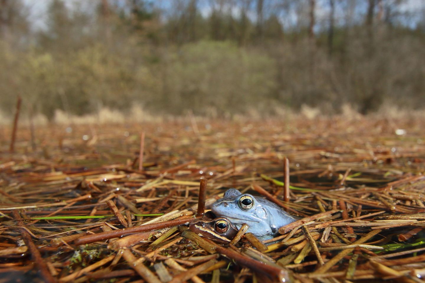 Der Moorfrosch (Rana arvalis) mag aussehen, als stamme er aus den Tropen, tatsächlich ist er aber in Europa und Deutschland heimisch. Seine auffällige blaue Färbung nimmt das Männchen nur während der Paarungszeit an, ansonsten trägt der Moorfrosch ein unauffälliges, erdfarbenes Kleid. Da er staunasse Flächen, Moore und Feuchtwiesen besiedelt, die zunehmend trockengelegt werden, ist er im westlichen Mitteleuropa nur noch selten anzutreffen. In Deutschland steht er auf der Roten Liste der gefährdeten Arten.