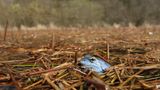 Der Moorfrosch (Rana arvalis) mag aussehen, als stamme er aus den Tropen, tatsächlich ist er aber in Europa und Deutschland heimisch. Seine auffällige blaue Färbung nimmt das Männchen nur während der Paarungszeit an, ansonsten trägt der Moorfrosch ein unauffälliges, erdfarbenes Kleid. Da er staunasse Flächen, Moore und Feuchtwiesen besiedelt, die zunehmend trockengelegt werden, ist er im westlichen Mitteleuropa nur noch selten anzutreffen. In Deutschland steht er auf der Roten Liste der gefährdeten Arten.