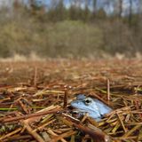 Der Moorfrosch (Rana arvalis) mag aussehen, als stamme er aus den Tropen, tatsächlich ist er aber in Europa und Deutschland heimisch. Seine auffällige blaue Färbung nimmt das Männchen nur während der Paarungszeit an, ansonsten trägt der Moorfrosch ein unauffälliges, erdfarbenes Kleid. Da er staunasse Flächen, Moore und Feuchtwiesen besiedelt, die zunehmend trockengelegt werden, ist er im westlichen Mitteleuropa nur noch selten anzutreffen. In Deutschland steht er auf der Roten Liste der gefährdeten Arten.