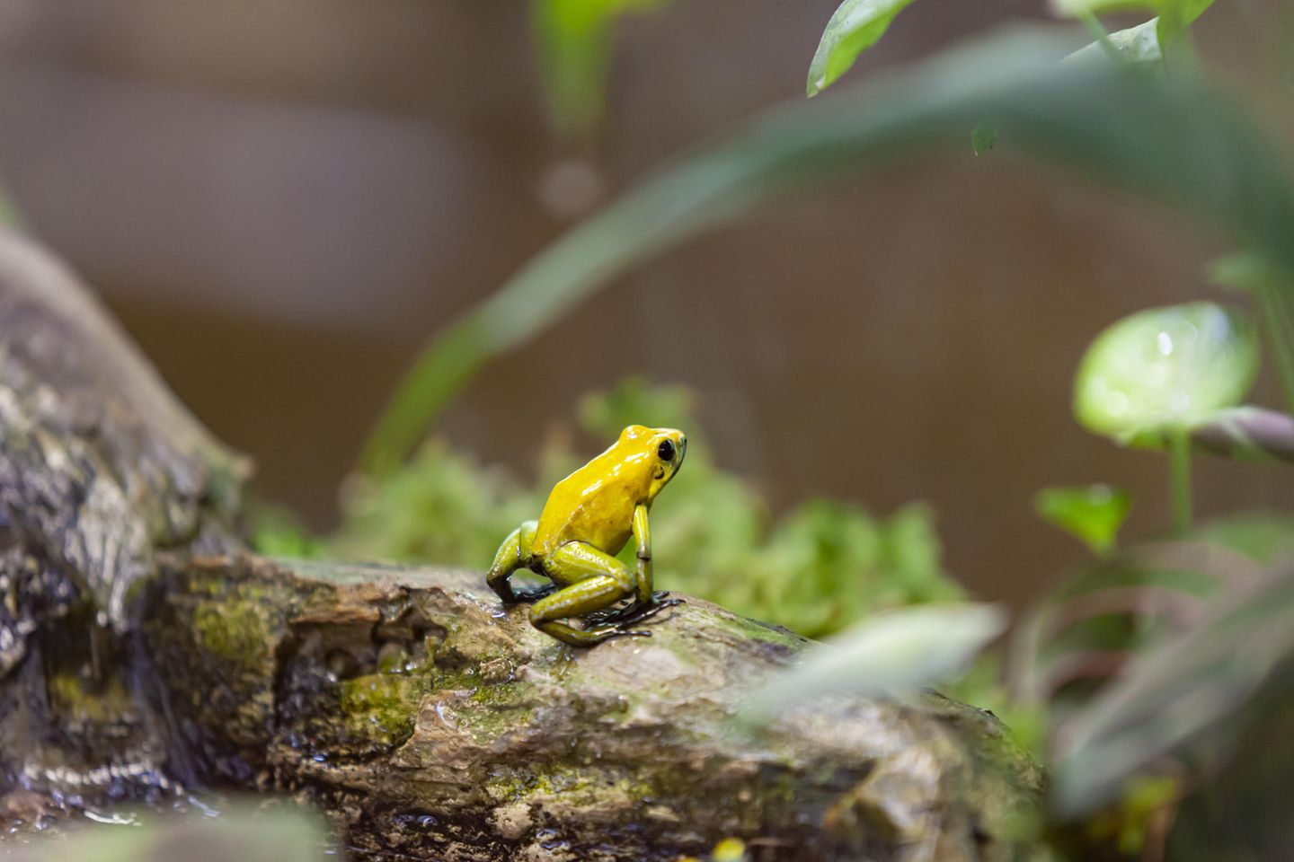 Schrecklicher Pfeilgiftfrosch Der Schreckliche Pfeilgiftfrosch (Phyllobates terribilis) gehört zu jenen Fröschen, die ihren Namen zu Recht tragen: Die kolumbianischen Chocó bestrichen ihre Blasrohrpfeile mit dem Gift seiner Haut, um sie noch tödlicher zu machen. Denn der Schreckliche Pfeilgiftfrosch ist eines der giftigsten Tiere der Welt, schon eine kurze Berührung kann böse enden. Sein Gift produziert der Schreckliche Pfeilgiftfrosch aus organischen Verbindungen seiner Nahrung: tropischen Insekten. In Gefangenschaft, ohne diese spezielle Nahrungsquelle, verliert der Frosch sein Gift.