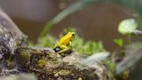 Schrecklicher Pfeilgiftfrosch Der Schreckliche Pfeilgiftfrosch (Phyllobates terribilis) gehört zu jenen Fröschen, die ihren Namen zu Recht tragen: Die kolumbianischen Chocó bestrichen ihre Blasrohrpfeile mit dem Gift seiner Haut, um sie noch tödlicher zu machen. Denn der Schreckliche Pfeilgiftfrosch ist eines der giftigsten Tiere der Welt, schon eine kurze Berührung kann böse enden. Sein Gift produziert der Schreckliche Pfeilgiftfrosch aus organischen Verbindungen seiner Nahrung: tropischen Insekten. In Gefangenschaft, ohne diese spezielle Nahrungsquelle, verliert der Frosch sein Gift.