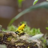 Der Schreckliche Pfeilgiftfrosch (Phyllobates terribilis) gehört zu jenen Fröschen, die ihren Namen zu Recht tragen: Die kolumbianischen Chocó bestrichen ihre Blasrohrpfeile mit dem Gift seiner Haut, um sie noch tödlicher zu machen. Denn der Schreckliche Pfeilgiftfrosch ist eines der giftigsten Tiere der Welt, schon eine kurze Berührung kann böse enden. Sein Gift produziert der Schreckliche Pfeilgiftfrosch aus organischen Verbindungen seiner Nahrung: tropischen Insekten. In Gefangenschaft, ohne diese spezielle Nahrungsquelle, verliert der Frosch sein Gift.