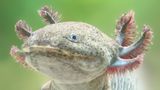 Axolotl Der Hauptgrund für die Bedrohung zahlreicher Amphibien: Ihr Lebensraum wird durch Landwirtschaft, Industrie und Verkehr immer kleiner. Das gilt auch für den Axolotl (Ambystoma mexicanum). Er lebt auf dem Grund von Seen und Kanälen im vulkanischen Becken bei Mexiko-Stadt. Doch durch das Wachstum der Millionenmetropole ist der natürliche Lebensraum des Axolotls stark verschmutzt, Seen und Feuchtgebiete werden trockengelegt. Der Schwanzlurch ist daher akut vom Aussterben bedroht. Dabei ist er eigentlich ein Überlebenskünstler: Verletzte oder verlorene Gliedmaßen, Organe und sogar Teile von Gehirn und Herz kann er nachbilden.