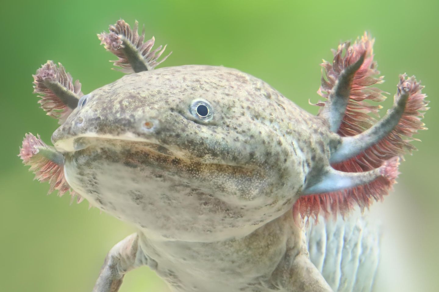 Axolotl Der Hauptgrund für die Bedrohung zahlreicher Amphibien: Ihr Lebensraum wird durch Landwirtschaft, Industrie und Verkehr immer kleiner. Das gilt auch für den Axolotl (Ambystoma mexicanum). Er lebt auf dem Grund von Seen und Kanälen im vulkanischen Becken bei Mexiko-Stadt. Doch durch das Wachstum der Millionenmetropole ist der natürliche Lebensraum des Axolotls stark verschmutzt, Seen und Feuchtgebiete werden trockengelegt. Der Schwanzlurch ist daher akut vom Aussterben bedroht. Dabei ist er eigentlich ein Überlebenskünstler: Verletzte oder verlorene Gliedmaßen, Organe und sogar Teile von Gehirn und Herz kann er nachbilden.