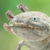 Der Hauptgrund für die Bedrohung zahlreicher Amphibien: Ihr Lebensraum wird durch Landwirtschaft, Industrie und Verkehr immer kleiner. Das gilt auch für den Axolotl (Ambystoma mexicanum). Er lebt auf dem Grund von Seen und Kanälen im vulkanischen Becken bei Mexiko-Stadt. Doch durch das Wachstum der Millionenmetropole ist der natürliche Lebensraum des Axolotls stark verschmutzt, Seen und Feuchtgebiete werden trockengelegt. Der Schwanzlurch ist daher akut vom Aussterben bedroht. Dabei ist er eigentlich ein Überlebenskünstler: Verletzte oder verlorene Gliedmaßen, Organe und sogar Teile von Gehirn und Herz kann er nachbilden.