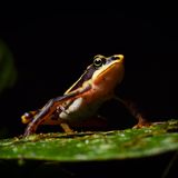 Der Jambato-Harlekinfrosch (Atelopus aff. longirostris) kommt nur in den nördlichen Anden Ecuadors vor - und galt eigentlich schon als ausgestorben. Zuletzt wurde er 1988 in den Bächen, Flüssen und Teichen des Páramo rund um die Hauptstadt Quito gesichtet, nachdem die tödliche Pilzerkrankung Chytridiomykose die Frösche wie viele andere Amphibien befallen hatte. Doch 2016 dann die unglaubliche Nachricht: Der Jambato-Harlekinfrosch wurde gesichtet - und er lebt. Ein Hoffnungsschimmer - und zugleich ein Appell für mehr Natur- und Klimaschutz. Denn Umweltverschmutzung, Klimawandel und die invasive Regenbogenforelle bedrohen die verbliebenen Frösche noch immer.