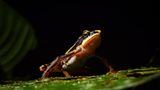 Der Jambato-Harlekinfrosch (Atelopus aff. longirostris) kommt nur in den nördlichen Anden Ecuadors vor - und galt eigentlich schon als ausgestorben. Zuletzt wurde er 1988 in den Bächen, Flüssen und Teichen des Páramo rund um die Hauptstadt Quito gesichtet, nachdem die tödliche Pilzerkrankung Chytridiomykose die Frösche wie viele andere Amphibien befallen hatte. Doch 2016 dann die unglaubliche Nachricht: Der Jambato-Harlekinfrosch wurde gesichtet - und er lebt. Ein Hoffnungsschimmer - und zugleich ein Appell für mehr Natur- und Klimaschutz. Denn Umweltverschmutzung, Klimawandel und die invasive Regenbogenforelle bedrohen die verbliebenen Frösche noch immer.