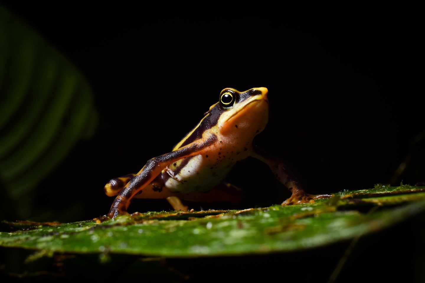 Jambato-Harlekinfrosch Der Jambato-Harlekinfrosch (Atelopus aff. longirostris) kommt nur in den nördlichen Anden Ecuadors vor - und galt eigentlich schon als ausgestorben. Zuletzt wurde er 1988 in den Bächen, Flüssen und Teichen des Páramo rund um die Hauptstadt Quito gesichtet, nachdem die tödliche Pilzerkrankung Chytridiomykose die Frösche wie viele andere Amphibien befallen hatte. Doch 2016 dann die unglaubliche Nachricht: Der Jambato-Harlekinfrosch wurde gesichtet - und er lebt. Ein Hoffnungsschimmer - und zugleich ein Appell für mehr Natur- und Klimaschutz. Denn Umweltverschmutzung, Klimawandel und die invasive Regenbogenforelle bedrohen die verbliebenen Frösche noch immer.