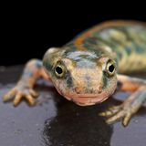In den Bergen im Osten Sardiniens hat der Sardische Gebirgsmolch (Euproctus platycephalus) seine Nische gefunden. Hier versteckt er sich unter den Steinen in langsam fließenden Bächen und Flüssen, Seen und Tümpeln, oder verkriecht sich im Unterholz in der Nähe von Gewässern. Trotzdem ist der Sardische Gebirgsmolch stark gefährdet: Verschmutzte Gewässer und die übermäßige Wasserentnahme in Trockenzeiten zerstören seinen Lebensraum. Denn nicht nur die Bebauung und Trockenlegung von Land ist für viele Amphibien ein Problem - auch der Klimawandel mit Extremwetterereignissen wie Dürre und Hitze stellt eine Gefahr dar. Der Sardische Gebirgsmolch wird zu all dem auch durch den Tourismus gestört.