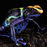 Sie sind klein, farbenfroh und oftmals giftig: Pfeilgiftfrösche. Ihren Namen verdankt die Froschfamilie der Tatsache, dass das Gift einiger Frösche von indigenen Völkern bei der Jagd mit Pfeil und Bogen auf die Pfeilspitzen aufgetragen wird. Allerdings sind nicht alle Substanzen, die die verschiedenen Froscharten aus ihren Hautdrüsen absondern, tödliche Nervengifte. Korrekter wären daher die ebenfalls gebräuchlichen Namen Baumsteigerfrosch oder Farbfrosch. Hier sieht man den aus Surinam stammenden Färberfrosch Robertus (Dendrobates tinctorius "Robertus").