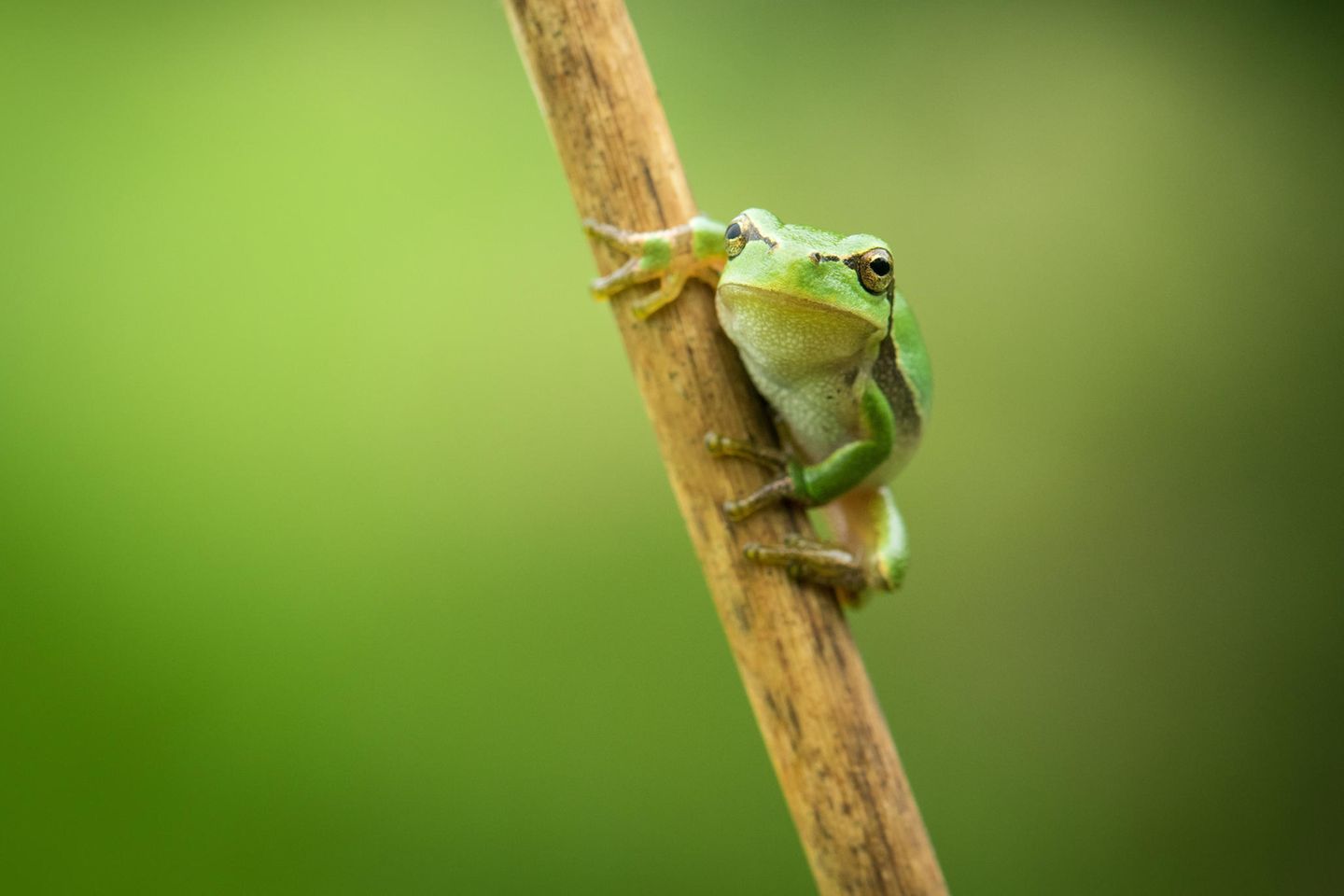 Europäischer Laubfrosch Der Europäische Laubfrosch (Hyla arborea) fühlt sich eigentlich in weiten Teilen Mitteleuropas wohl, wo er - je nach Jahreszeit - Tümpel, Flussauen, Feuchtwiesen und Auwälder besiedelt. Kleine Haftballen an seinen Gliedmaßen machen den Laubfrosch zu einem ausgezeichneten Kletterer - selbst an spiegelglatten Fensterscheiben kann er sich festhalten. Am liebsten nutzt er seine Kletterkünste jedoch, um Sträucher oder Bäume zu erklimmen. Mit der Begradigung von Flüssen und der Trockenlegung von Niedermooren zu Beginn des 20. Jahrhunderts begann jedoch die Zerstörung des Lebensraums des Laubfrosches. Heute steht er auf der Roten Liste der gefährdeten Tierarten. Vor allem in den westlichen Bundesländern sind ehemals vernetzte Lebensräume zerschnitten und verinselt, in den östlichen Bundesländern sind die Bestände noch stabiler.