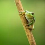 Der Europäische Laubfrosch (Hyla arborea) fühlt sich eigentlich in weiten Teilen Mitteleuropas wohl, wo er - je nach Jahreszeit - Tümpel, Flussauen, Feuchtwiesen und Auwälder besiedelt. Kleine Haftballen an seinen Gliedmaßen machen den Laubfrosch zu einem ausgezeichneten Kletterer - selbst an spiegelglatten Fensterscheiben kann er sich festhalten. Am liebsten nutzt er seine Kletterkünste jedoch, um Sträucher oder Bäume zu erklimmen. Mit der Begradigung von Flüssen und der Trockenlegung von Niedermooren zu Beginn des 20. Jahrhunderts begann jedoch die Zerstörung des Lebensraums des Laubfrosches. Heute steht er auf der Roten Liste der gefährdeten Tierarten. Vor allem in den westlichen Bundesländern sind ehemals vernetzte Lebensräume zerschnitten und verinselt, in den östlichen Bundesländern sind die Bestände noch stabiler. 