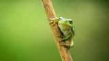 Der Europäische Laubfrosch (Hyla arborea) fühlt sich eigentlich in weiten Teilen Mitteleuropas wohl, wo er - je nach Jahreszeit - Tümpel, Flussauen, Feuchtwiesen und Auwälder besiedelt. Kleine Haftballen an seinen Gliedmaßen machen den Laubfrosch zu einem ausgezeichneten Kletterer - selbst an spiegelglatten Fensterscheiben kann er sich festhalten. Am liebsten nutzt er seine Kletterkünste jedoch, um Sträucher oder Bäume zu erklimmen. Mit der Begradigung von Flüssen und der Trockenlegung von Niedermooren zu Beginn des 20. Jahrhunderts begann jedoch die Zerstörung des Lebensraums des Laubfrosches. Heute steht er auf der Roten Liste der gefährdeten Tierarten. Vor allem in den westlichen Bundesländern sind ehemals vernetzte Lebensräume zerschnitten und verinselt, in den östlichen Bundesländern sind die Bestände noch stabiler. 