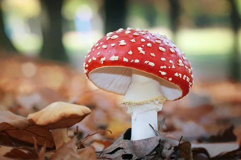 Fliegenpilz