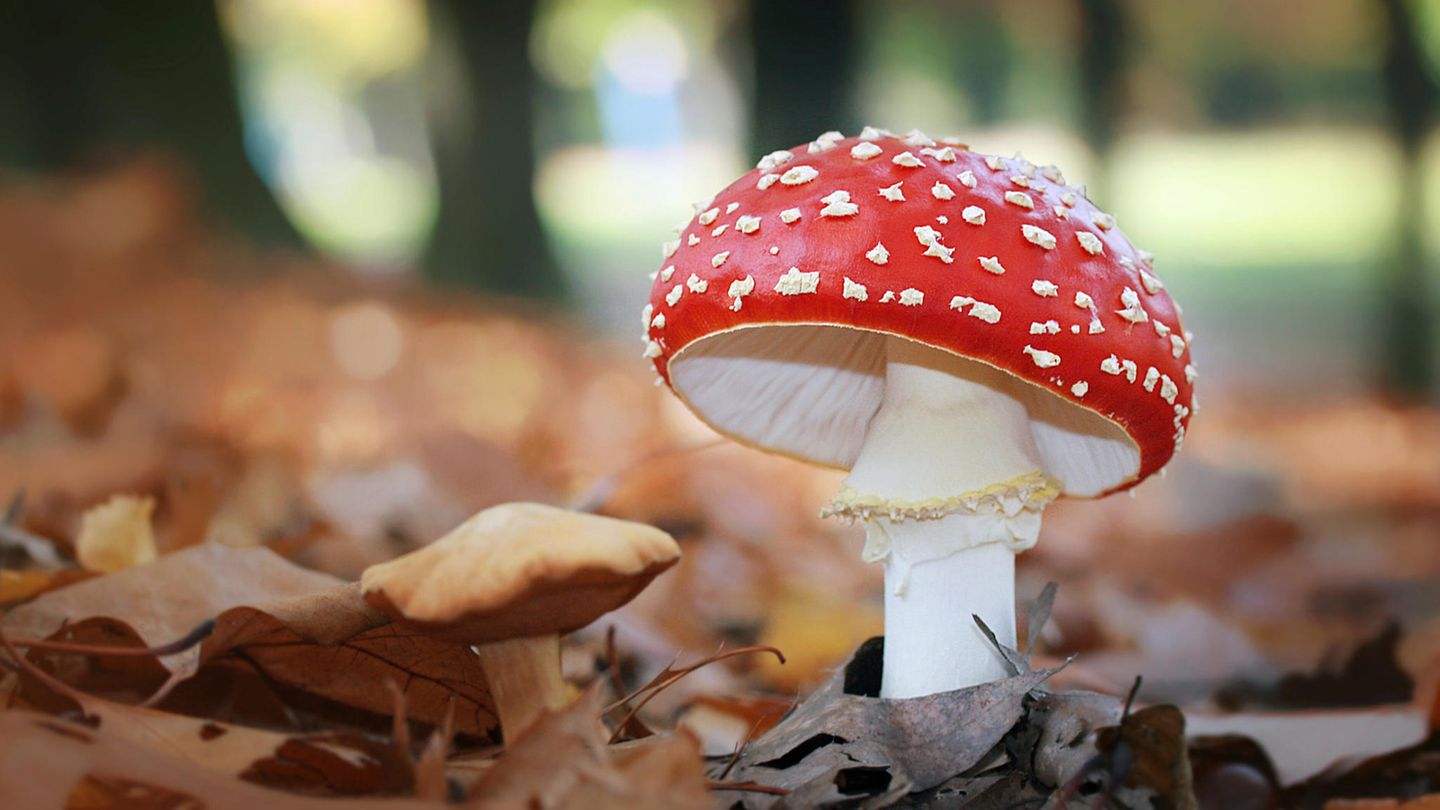 Fliegenpilz Fliegenpilz