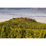 Weinberge in einem warmen Abendlicht