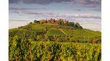 Weinberge in einem warmen Abendlicht