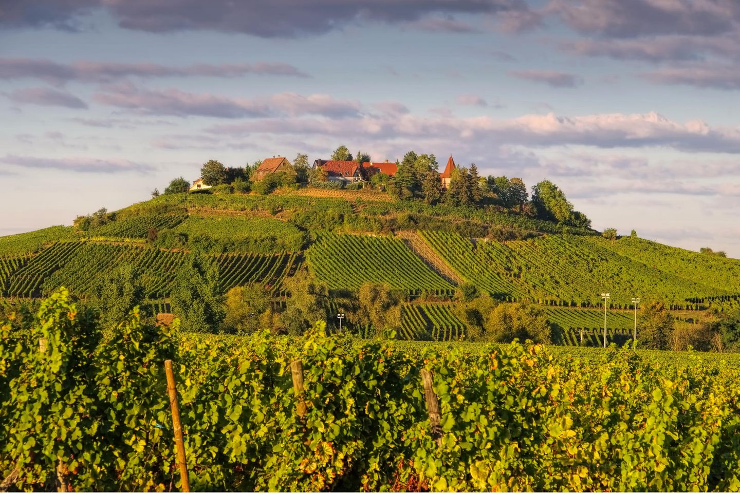 Die Elsässer Weinstraße entlangwandern Weinberge in einem warmen Abendlicht
