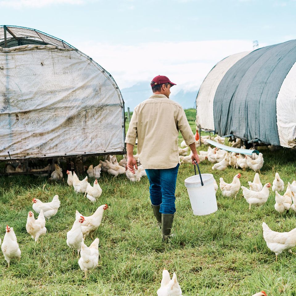 Mann läuft mit Eimer zwischen weißen Hühnern