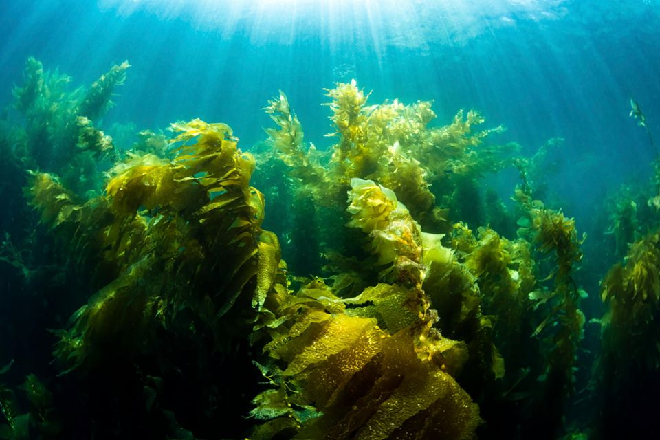 Algen unter Wasser, Sonnenlicht von oben