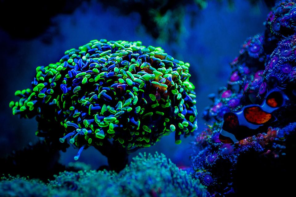 Biofluoreszenz Warum Tiere und Pflanzen im Dunkeln leuchten [GEO]