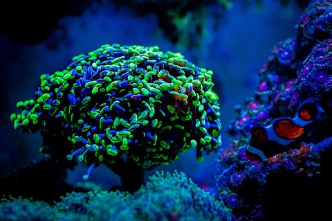 Fluoreszierende Koralle mit Clownfisch