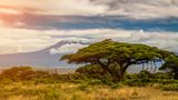 Fast könnte man den schneebedeckten Kilimandscharo hinter den tief hängenden Wolken übersehen. Dabei ist Afrikas höchster Berg zugleich der höchste frei stehende der Erde. In aller Abgeschiedenheit erhebt er sich aus dem Buschland zwischen Kenia und Tansania bis auf 5895 Meter