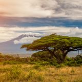 Fast könnte man den schneebedeckten Kilimandscharo hinter den tief hängenden Wolken übersehen. Dabei ist Afrikas höchster Berg zugleich der höchste frei stehende der Erde. In aller Abgeschiedenheit erhebt er sich aus dem Buschland zwischen Kenia und Tansania bis auf 5895 Meter