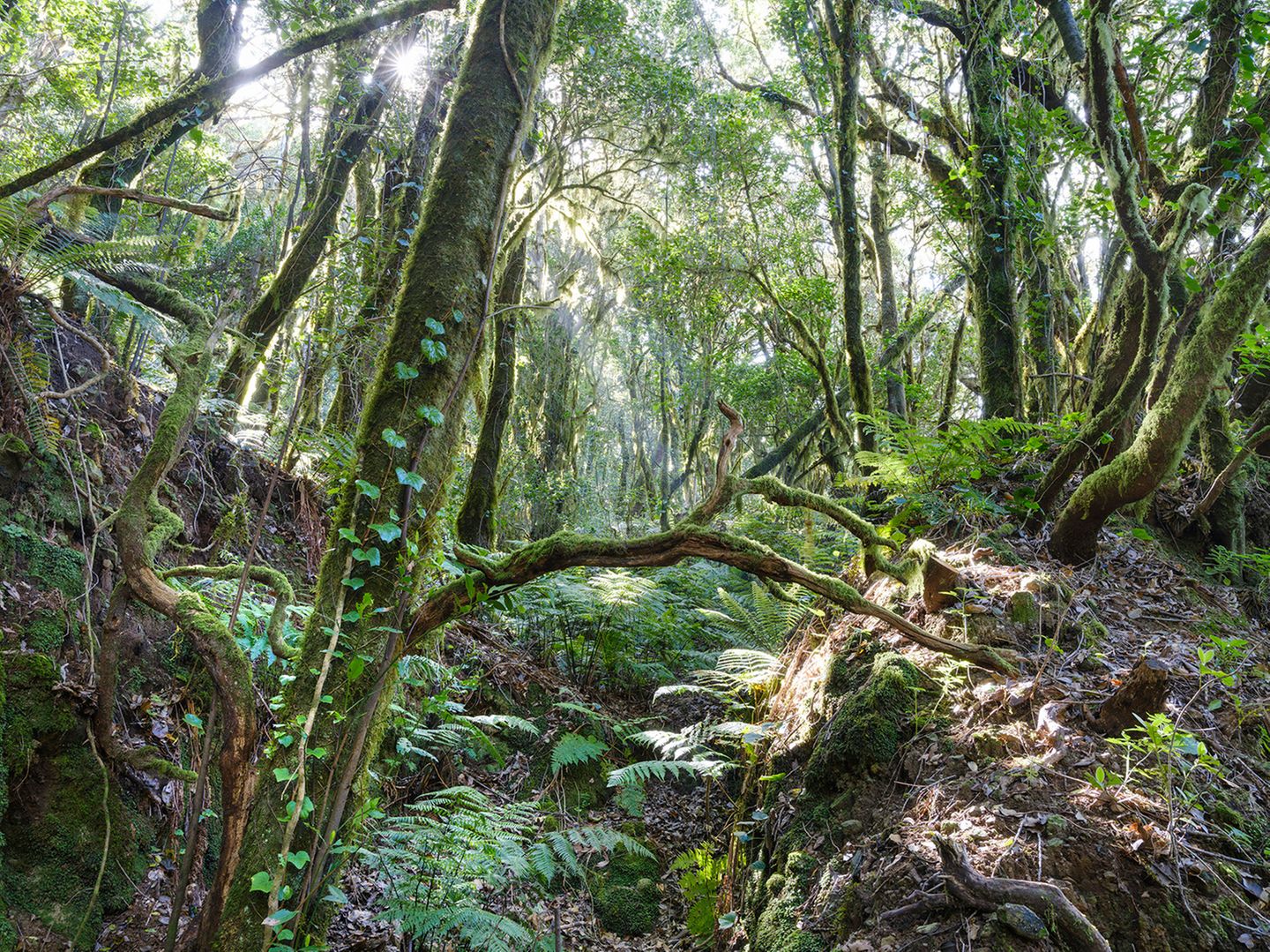 La Gomera, Spanien In La Gomeras Nebelwald kann man nicht nur dem Zwitschern der Kanarienvögel lauschen. Um sich über tiefe Täler und farnbewachsene Bergwälder hinweg zu verständigen, entwickelten die Ureinwohner eine einzigartige Pfeifsprache. Die pfiffige Kommunikation ist mittlerweile immaterielles Weltkulturerbe