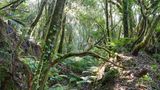 In La Gomeras Nebelwald kann man nicht nur dem Zwitschern der Kanarienvögel lauschen. Um sich über tiefe Täler und farnbewachsene Bergwälder hinweg zu verständigen, entwickelten die Ureinwohner eine einzigartige Pfeifsprache. Die pfiffige Kommunikation ist mittlerweile immaterielles Weltkulturerbe
