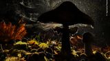 Ein Parasolpilz auf dem Mount Olympus in Griechenland setzt Milliarden winziger Sporen aus seinen Kiemen frei. Sie bewegen sich - meist unsichtbar - mit den Luftströmen. Agorastos Papatsanis kam der Regen zu Hilfe. Sorgsam positionierte er seinen Blitz hinter dem Pilz, das Farbspiel entstand durch die Brechung des Lichts 