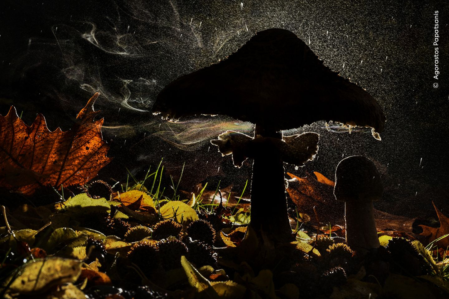Ein Parasolpilz auf dem Mount Olympus in Griechenland setzt Milliarden winziger Sporen aus seinen Kiemen frei. Sie bewegen sich - meist unsichtbar - mit den Luftströmen. Agorastos Papatsanis kam der Regen zu Hilfe. Sorgsam positionierte er seinen Blitz hinter dem Pilz, das Farbspiel entstand durch die Brechung des Lichts 